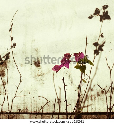 moody pink bougainvillea with branches and shadow on grunge wall