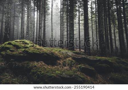 wilderness landscape forest with pine trees and moss on rocks Royalty-Free Stock Photo #255190414