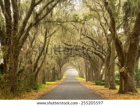 Lines of old live oak trees with spanish moss hanging down on a scenic southern country road Royalty-Free Stock Photo #255205597