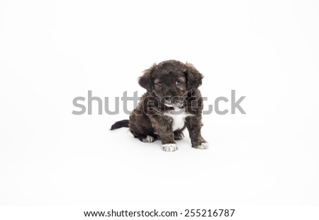 Cute Brown Brindle and White Puppy on White Background
