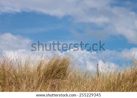 coastal New Zealand scene - dry summer dune grasses with blue sky and fluffy white cumulus clouds in a blue sky beyond 