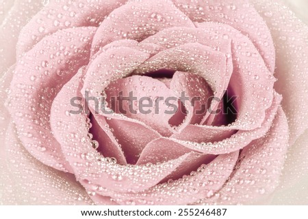 light old pink beautiful rose