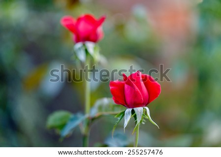 red rose outside against the backdrop of greenery