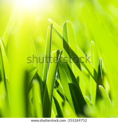 Picture of fresh green grass background, spring nature, lawn on the park in sunny day, bright yellow sun light, abstract natural backdrop, textured wallpaper, soft focus, environment protect concept