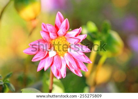 Pink Dahlia flower with green garden setting background