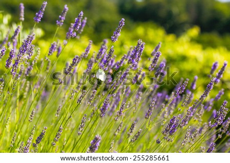 Green field of fresh lavender (Lamiaceae plant family)
