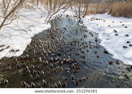 Large amounts of Ducks in the Winter in a stream