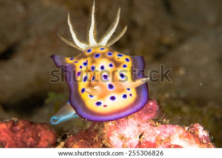 nudibranch bunaken sulawesi indonesia chromodoris sp. underwater photo