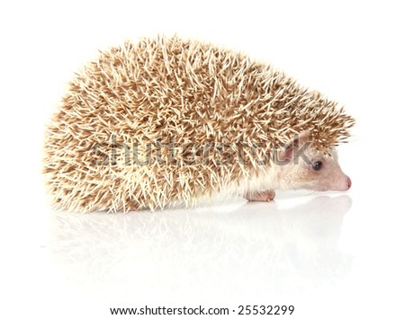a close up photo of a hedgehog