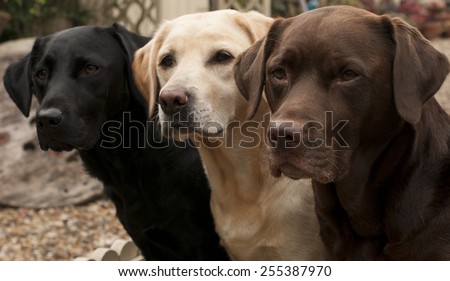 lovely labradors Royalty-Free Stock Photo #255387970