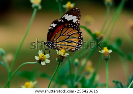 Butterfly hang flower grass