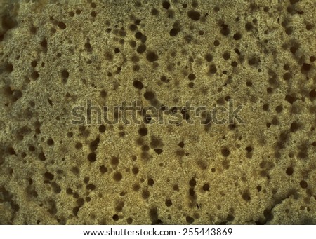 Sponge abstract background and texture