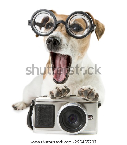 Cute dog Jack Russell terrier photographer yawns in funny round glasses