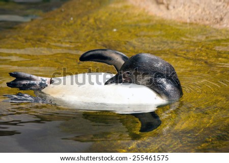 Picture of a swimming penguin at zoo.