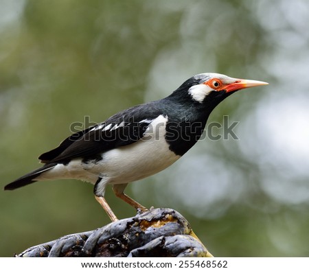 Asian Pied Starling, the beautiful black and white bird stepping on banana fruits with nice blur green background