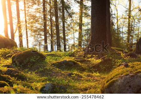 Natural forest at sunset Royalty-Free Stock Photo #255478462