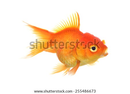 A Gold fish Isolation on the white