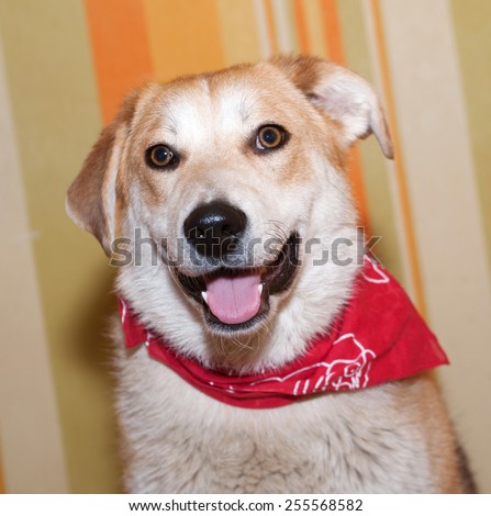 Red dog in red bandannaon background of striped wallpaper