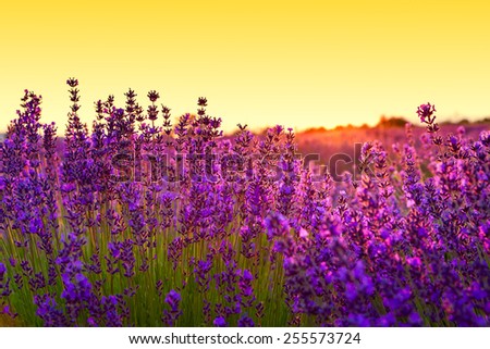 Lavender field in Summer near Tihany, Hungary