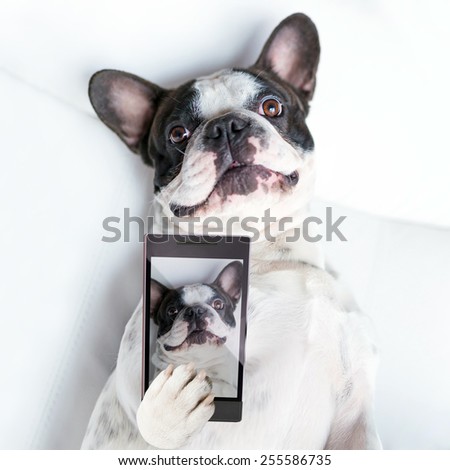 French bulldog taking a selfie with cell phone camera 