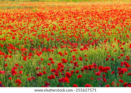 Poppies field meadow in summer in Hungary