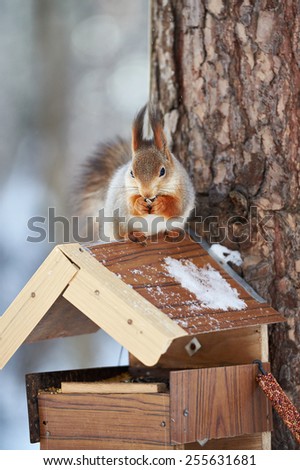 Squirrel eating sitting on the feeder at winter