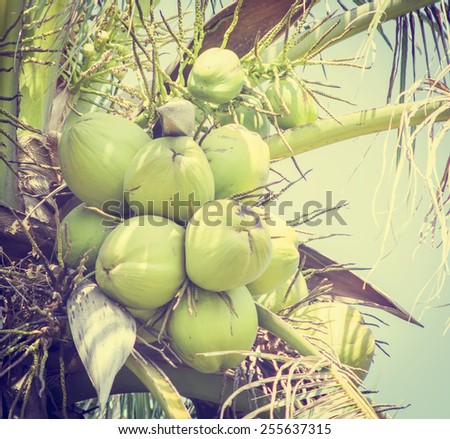 Vintage retro style picture of coconut tree