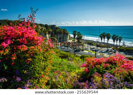 Colorful flowers and view of San Clemente State Beach from Calafia Park, in San Clemente, California. Royalty-Free Stock Photo #255639544