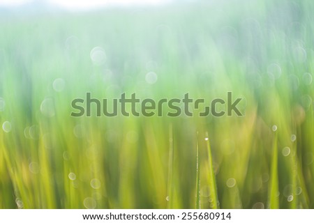 Water drops on the grass