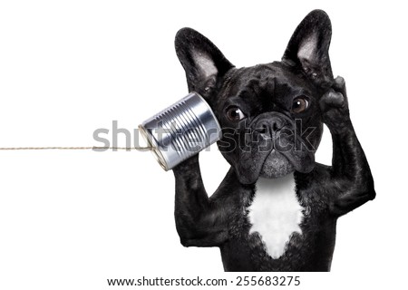 french bulldog dog listening or talking on the can telephone, isolated on white background Royalty-Free Stock Photo #255683275