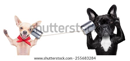 couple of dogs talking on the can phone, isolated on white background Royalty-Free Stock Photo #255683284
