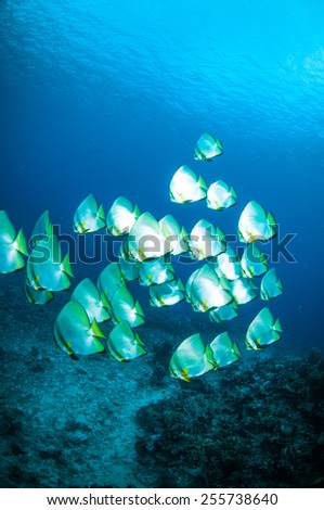 golden spadefish bunaken sulawesi indonesia platax boersii underwater photo