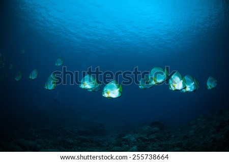 golden spadefish bunaken sulawesi indonesia platax boersii underwater photo