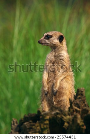 Portrait of a curious Meerkat on a stump in front of green grass
