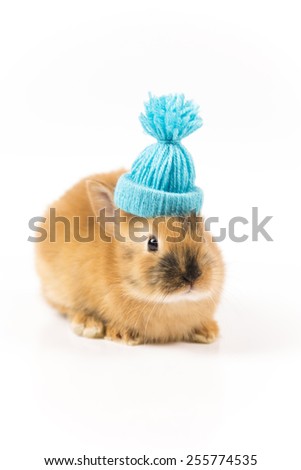 Funny Easter bunny with blue cap on white background isolated