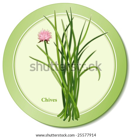 Chives. Popular cooking herb, pink flowers, slender, hollow leaves with mild onion flavor for seasoning, garnish. Classic ingredient of French herb blend Fines Herbes. See more spices in this series.