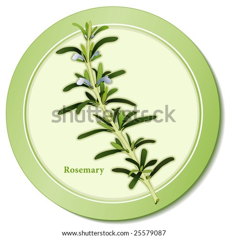 Rosemary. Fragrant Mediterranean herb, blue flowers, dark green leaves for cooking, perfume, medicine, French blend Herbes de Provence. See other herbs and spices in this series.