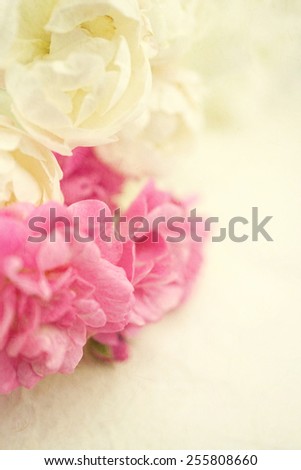 sweet color roses on mulberry paper texture for background