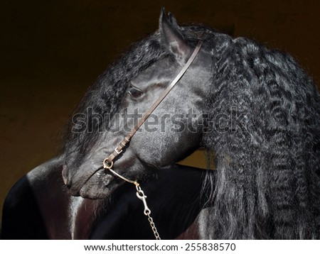 Friesian horse with long mane