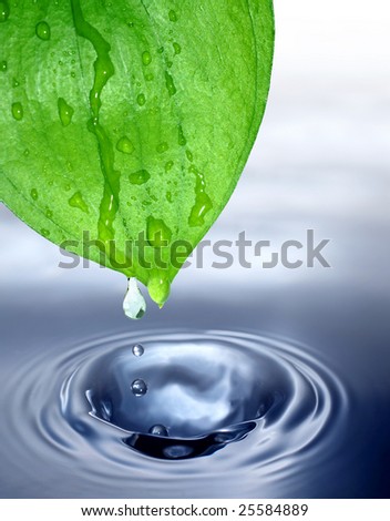 fresh water drops on green leaves