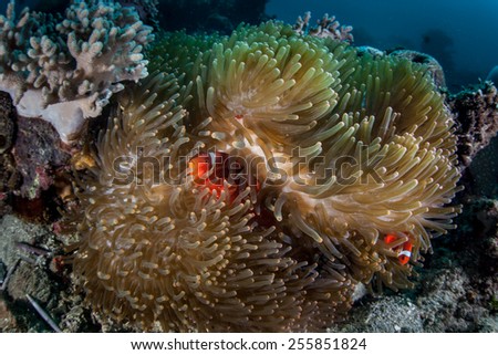 Spinecheek anemonefish (Premnas biaculeatus) snuggle into the protective tentacles of their host anemone on a reef on the island of Sulawesi, Indonesia. 