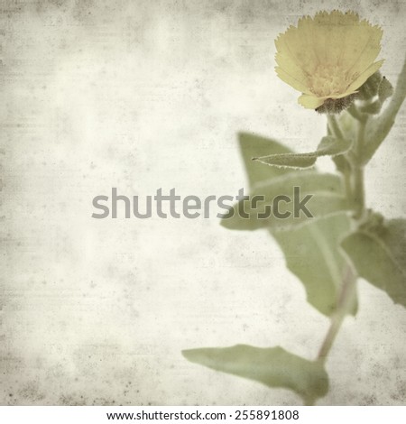 textured old paper background with Calendula aegyptiaca