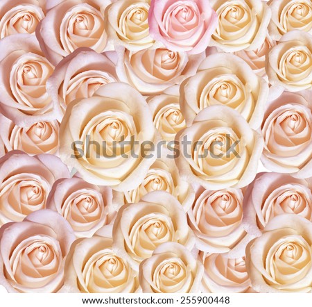 Background of pink roses represent love, I love you.