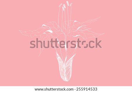 lily vector