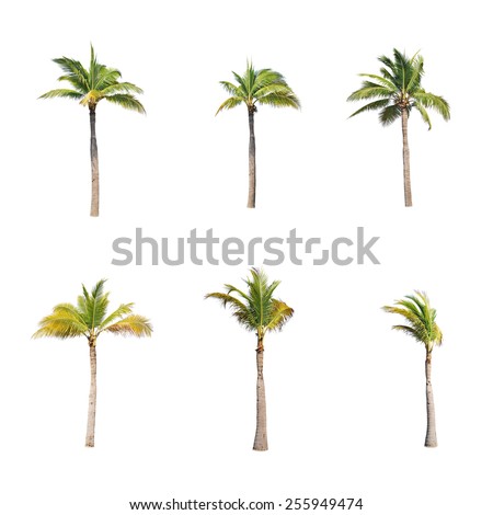 Coconut trees on white background 