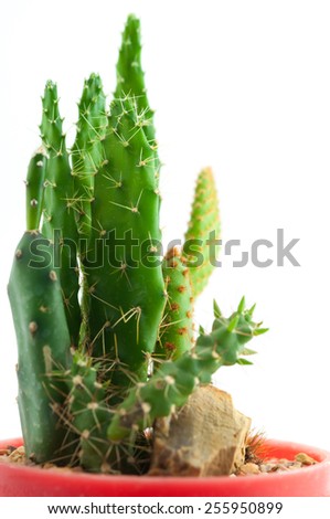 Cactus in flowerpot isolated on white background