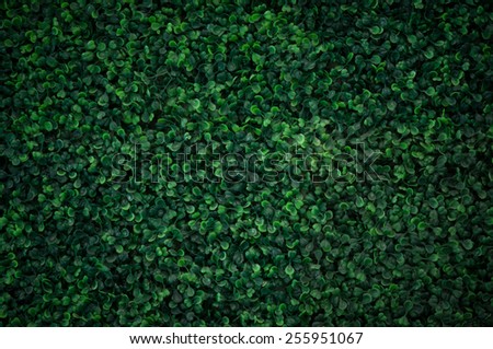 Natural green leaf wall, Texture background Royalty-Free Stock Photo #255951067