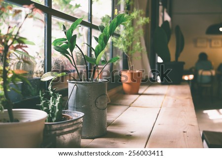 A small plant pot displayed in the window vintage color Royalty-Free Stock Photo #256003411