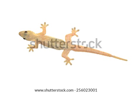 Gecko lizard isolated on white Royalty-Free Stock Photo #256023001