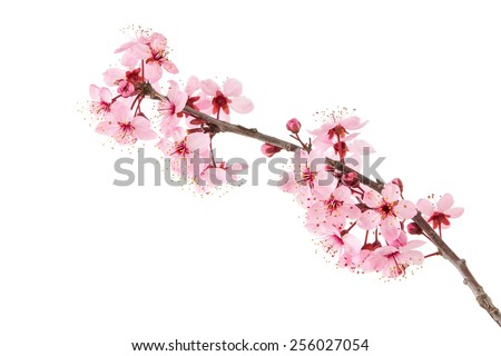 Sakura Royalty-Free Stock Photo #256027054